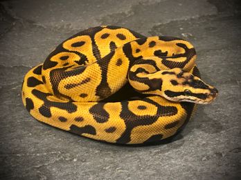 Leopard pastel enchi yellow belly